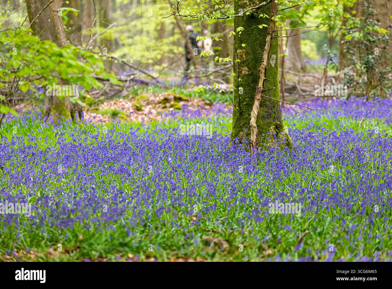 English bluebells (Hyacinthoides non-scripta) flowering in Micheldever Woods, near Winchester, Hampshire in spring Stock Photo