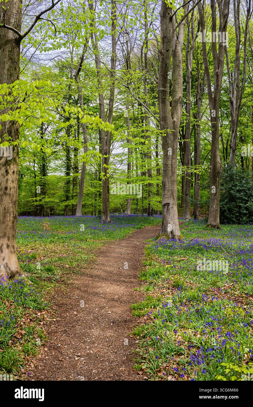 Footpath through deciduous woodland with English bluebells (Hyacinthoides non-scripta) flowering in Micheldever Woods, Winchester, Hampshire in spring Stock Photo