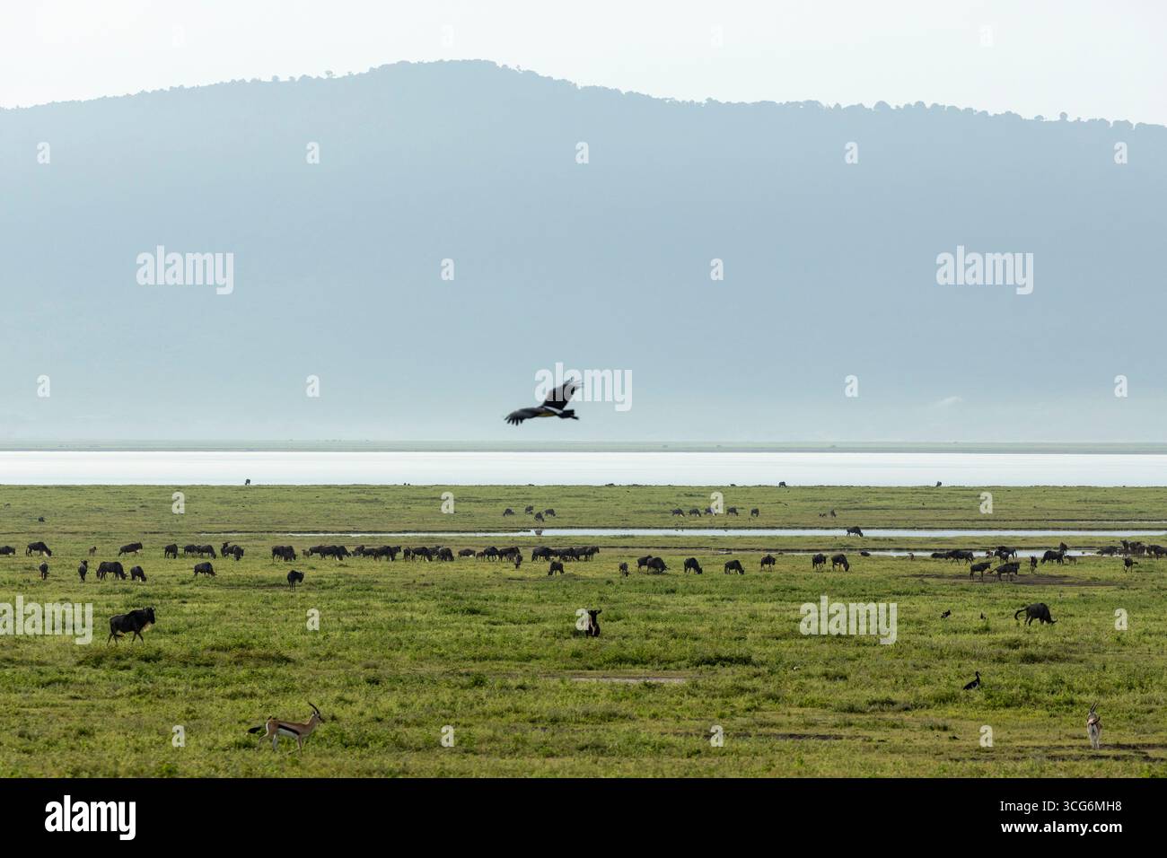 A wide view shows wildebeest and zebra scattered near the shallow lake, while a soaring bird crosses the pale sky backed by crater walls. Stock Photo