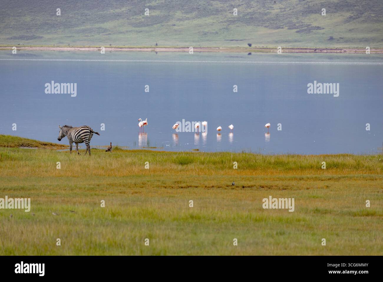 A single plains zebra walks the green margin as pale flamingos bead the still water, blue crater walls rising beyond the mirrored surface. Stock Photo