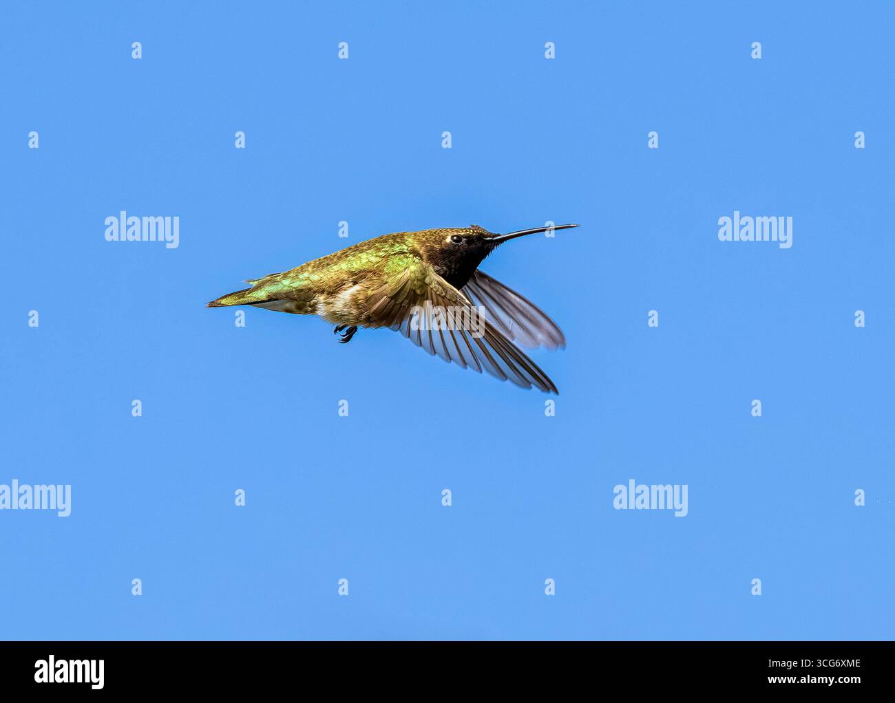 A Black-chinned Hummingbird photographed in flight against a clear ...