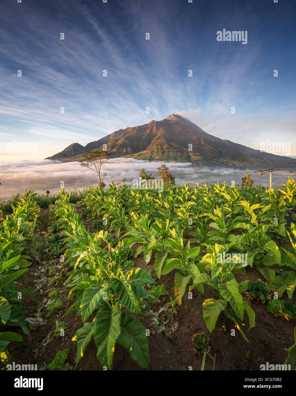 The lush agricultural landscape of Mount Merapi's slopes is a ...