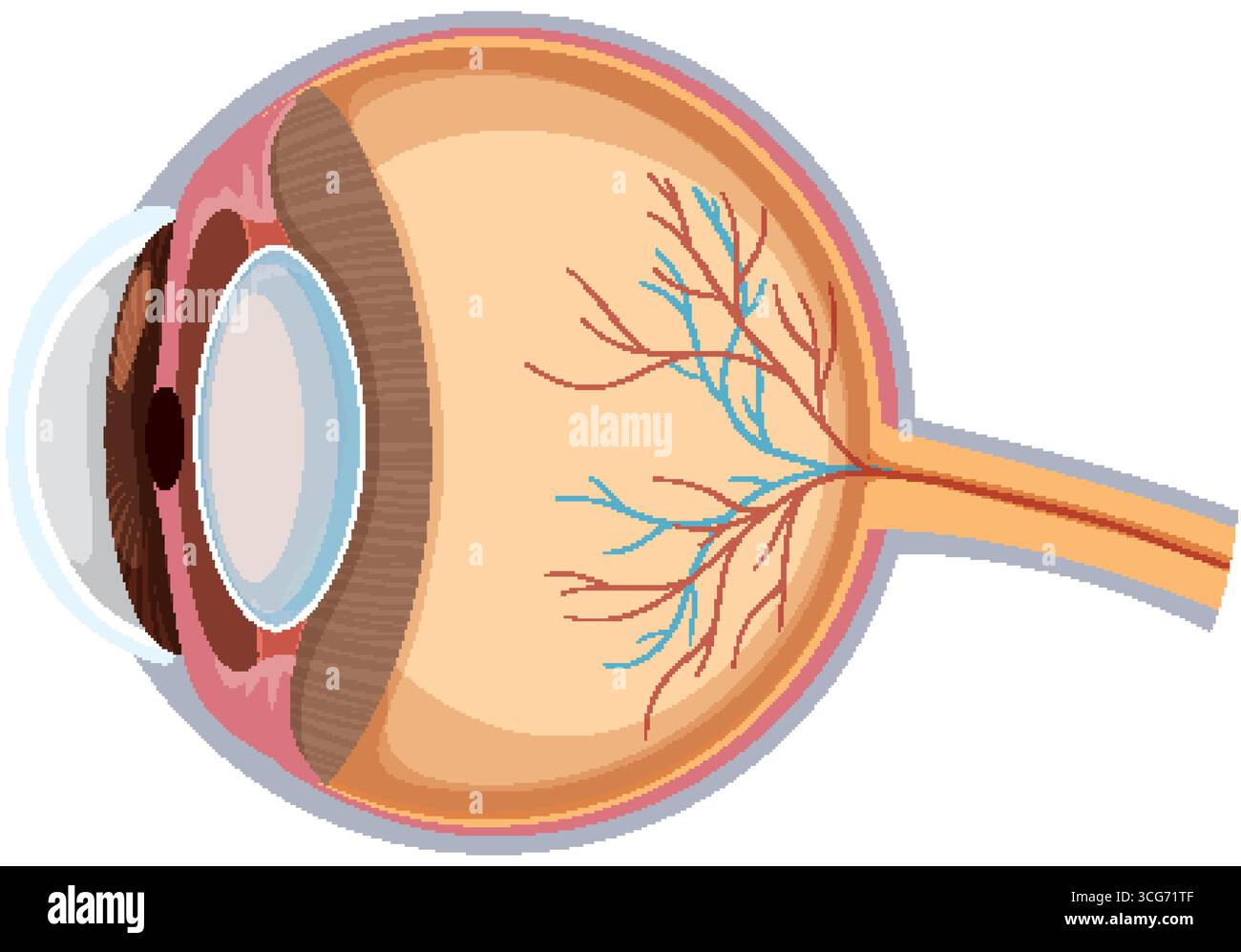 Vector cross-section of human eye showing internal anatomy, nerves, and ...