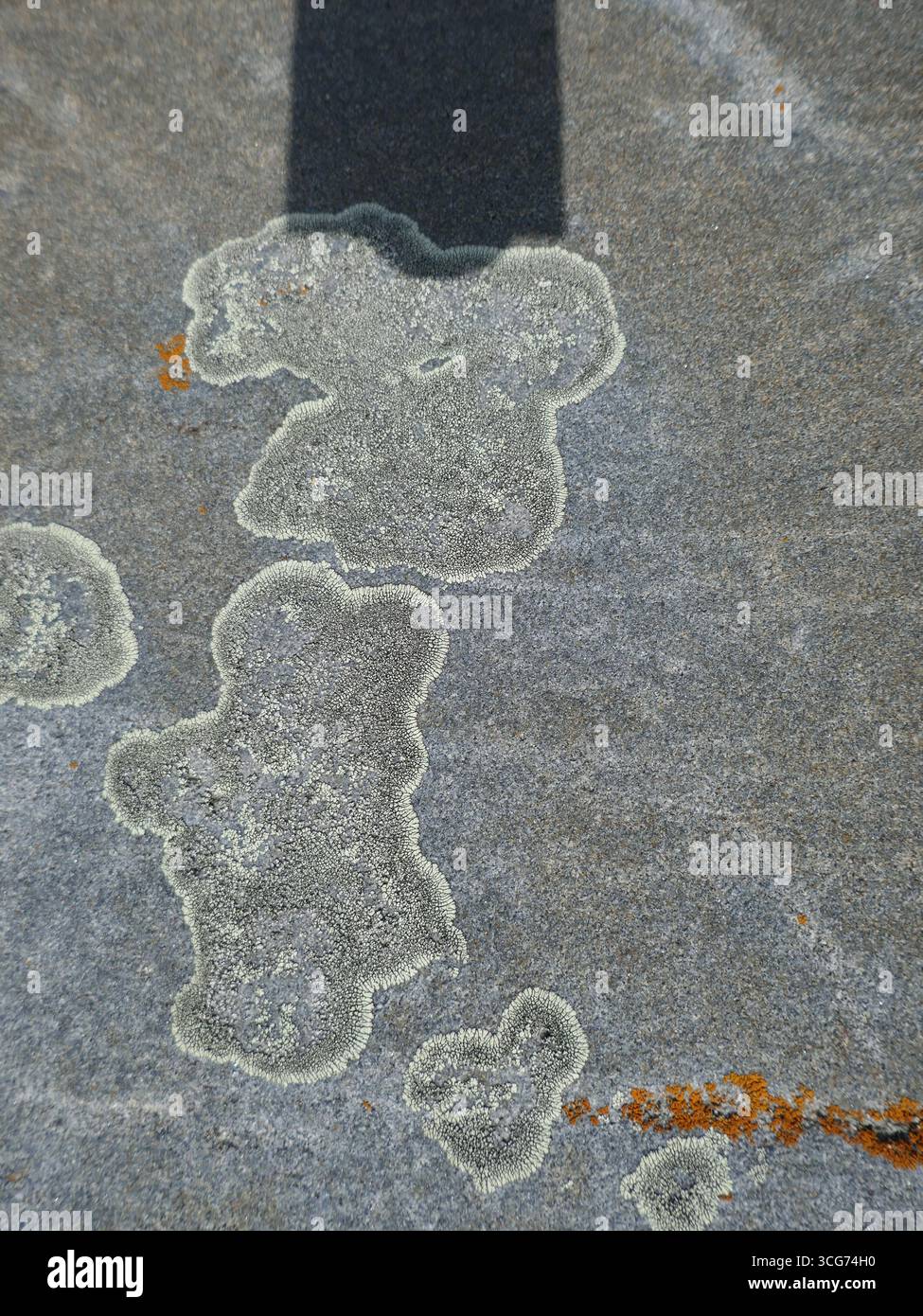 Lichens growing in patterns on rock surface vertical photo Stock Photo