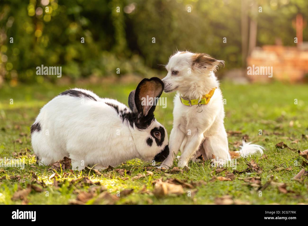 Playful young dog and giant rabbit together in the garden Stock Photo ...