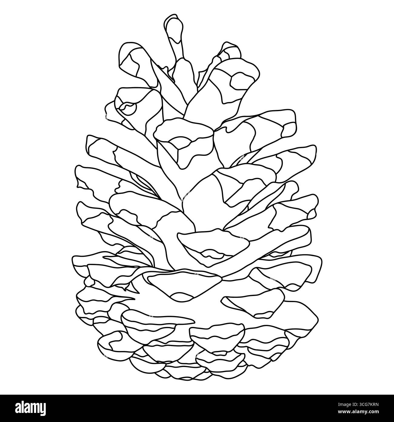 Conifer Pine Fir Tree Cone Outline Stock Vector