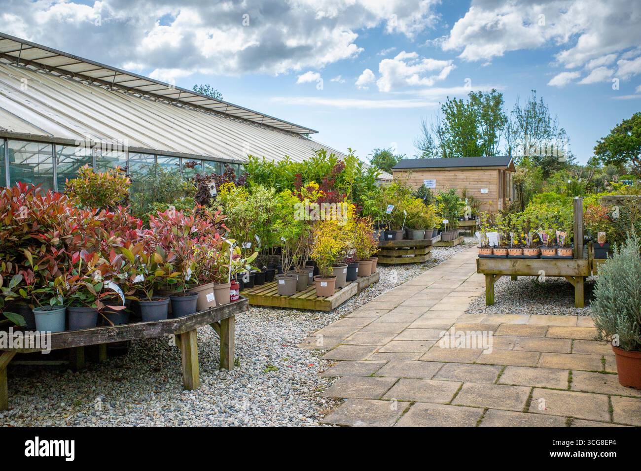 Variety plants shrubs on display and on sale in a garden centre in ...