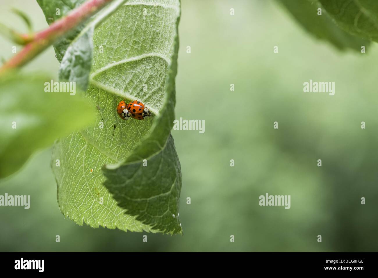 Two ladybugs sit on a leaf of an apple tree and mate, Germany Stock Photo