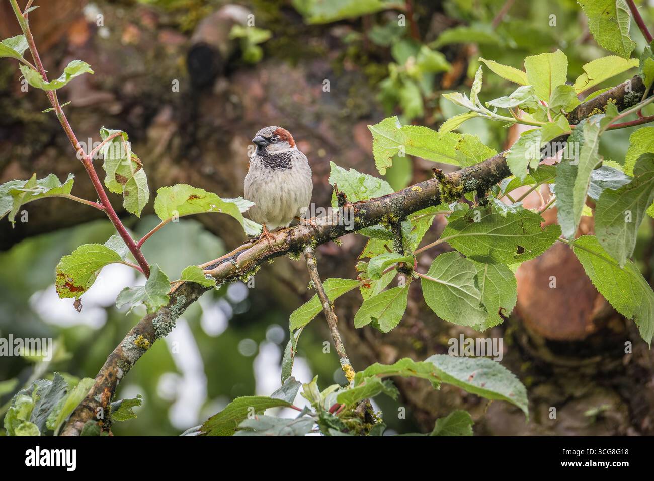 A house sparrow, also known as a sparrow or house sparrow, on a tree in a garden, Germany Stock Photo