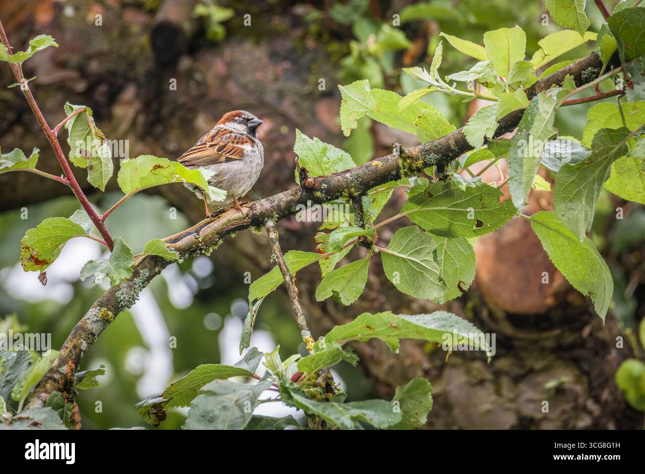 A house sparrow, also known as a sparrow or house sparrow, on a tree in a garden, Germany Stock Photo