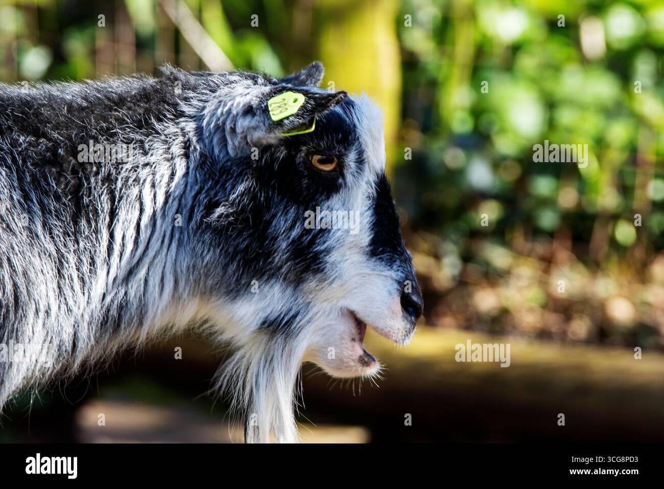 close up of the head of a black and white Pygmy Goat (Capra hircus ...