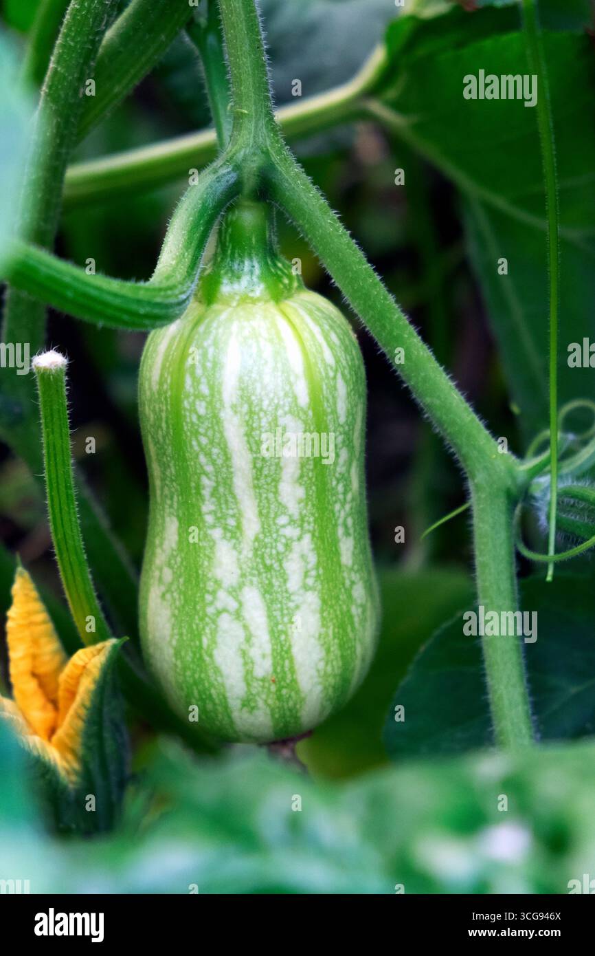 Butternut squash growing in August garden with flower in bloom in summer Carmarthenshire Wales UK   KATHY DEWITT Stock Photo