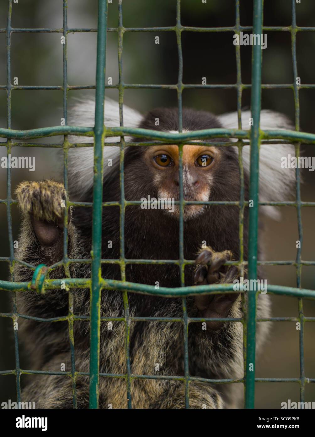 Pygmy Marmoset Monkey Looking at Camera Through Zoo Fence – Captive Wildlife Photography Stock Photo