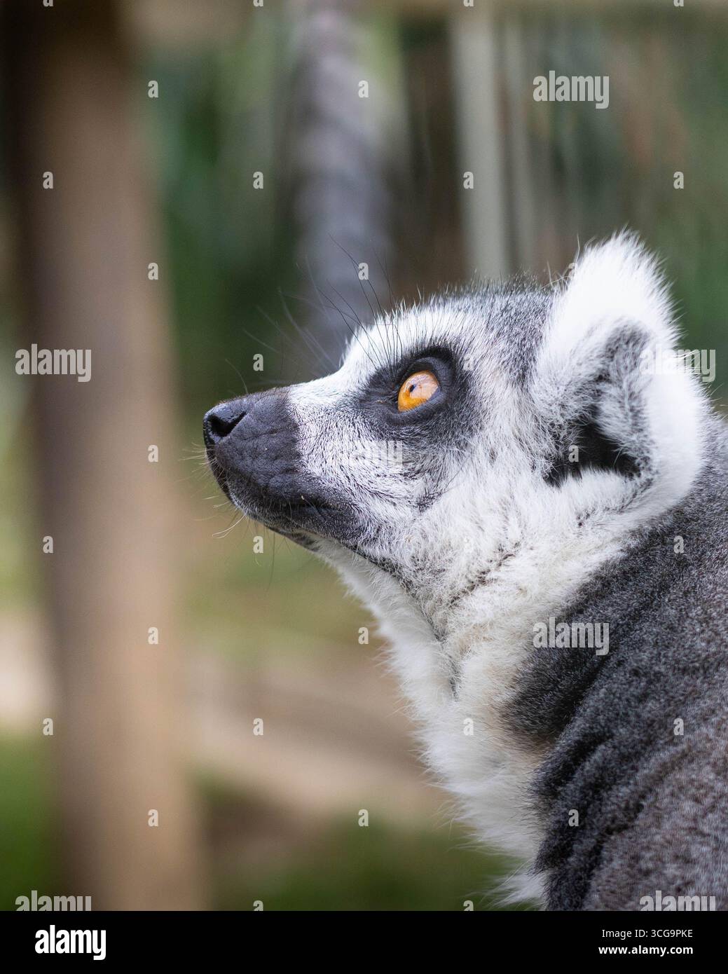 Profile of Ring-Tailed Lemur Face – Close-Up of Endangered Primate Species Stock Photo
