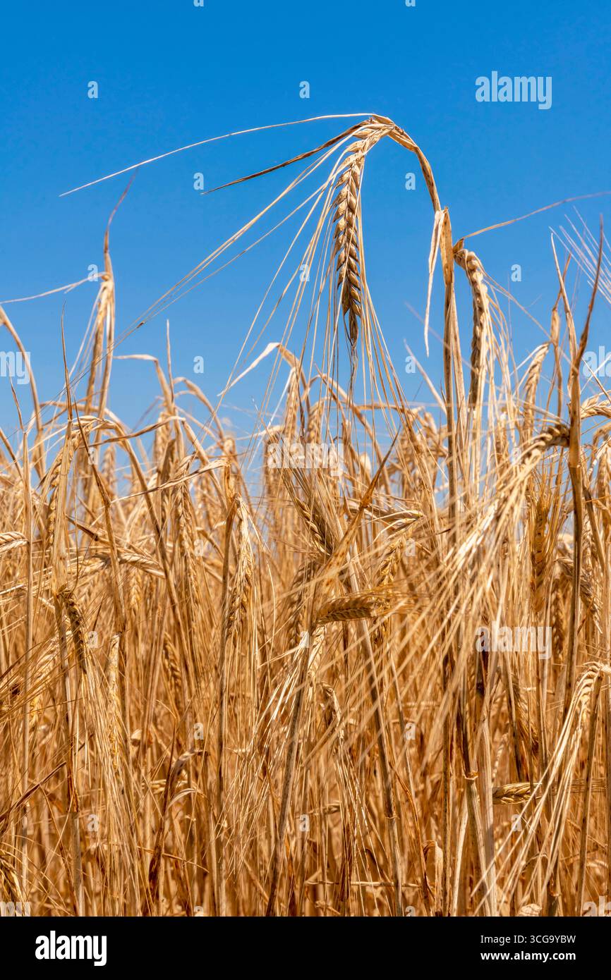 Ähren in einem Getreidefeld. Stock Photo