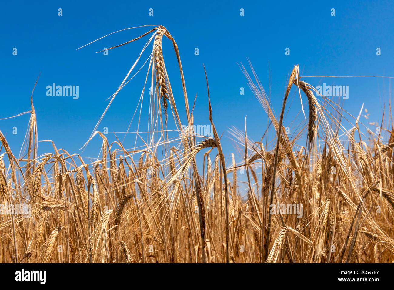 Ähren in einem Getreidefeld. Stock Photo