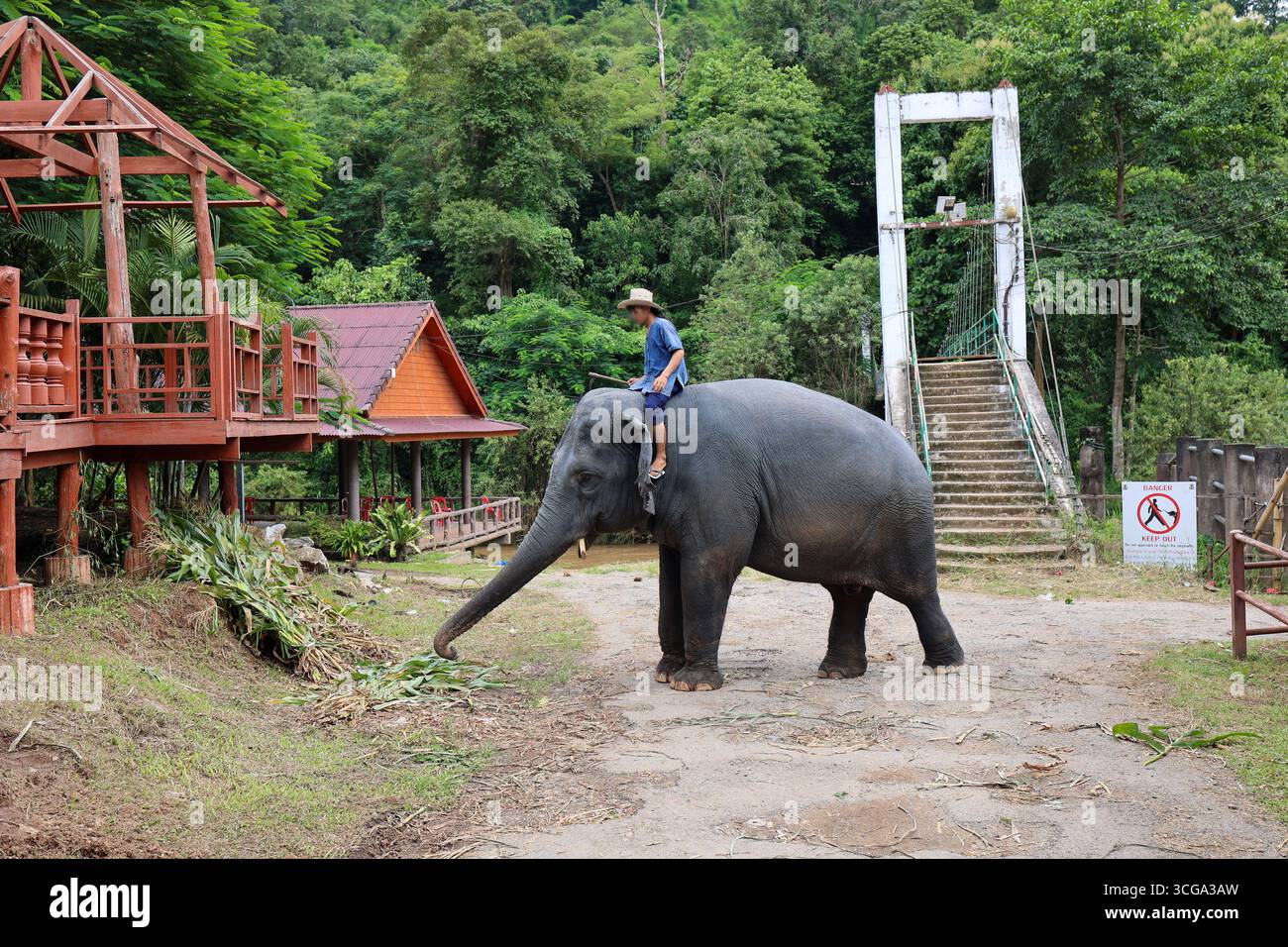 a Person Riding an Elephant in a Lush Green Environment. Stock Photo