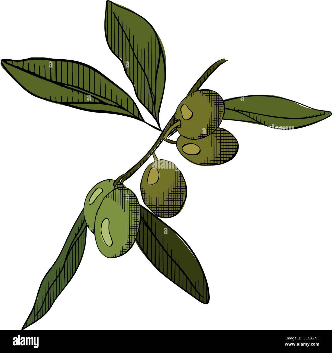 Garden olive trees green olives Stock Vector Images - Alamy