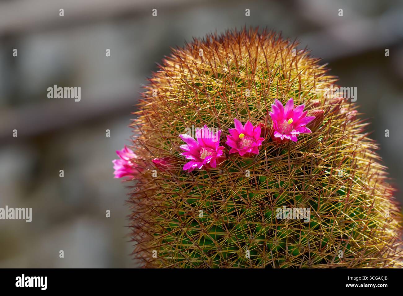Genus mammillaria hi-res stock photography and images - Alamy