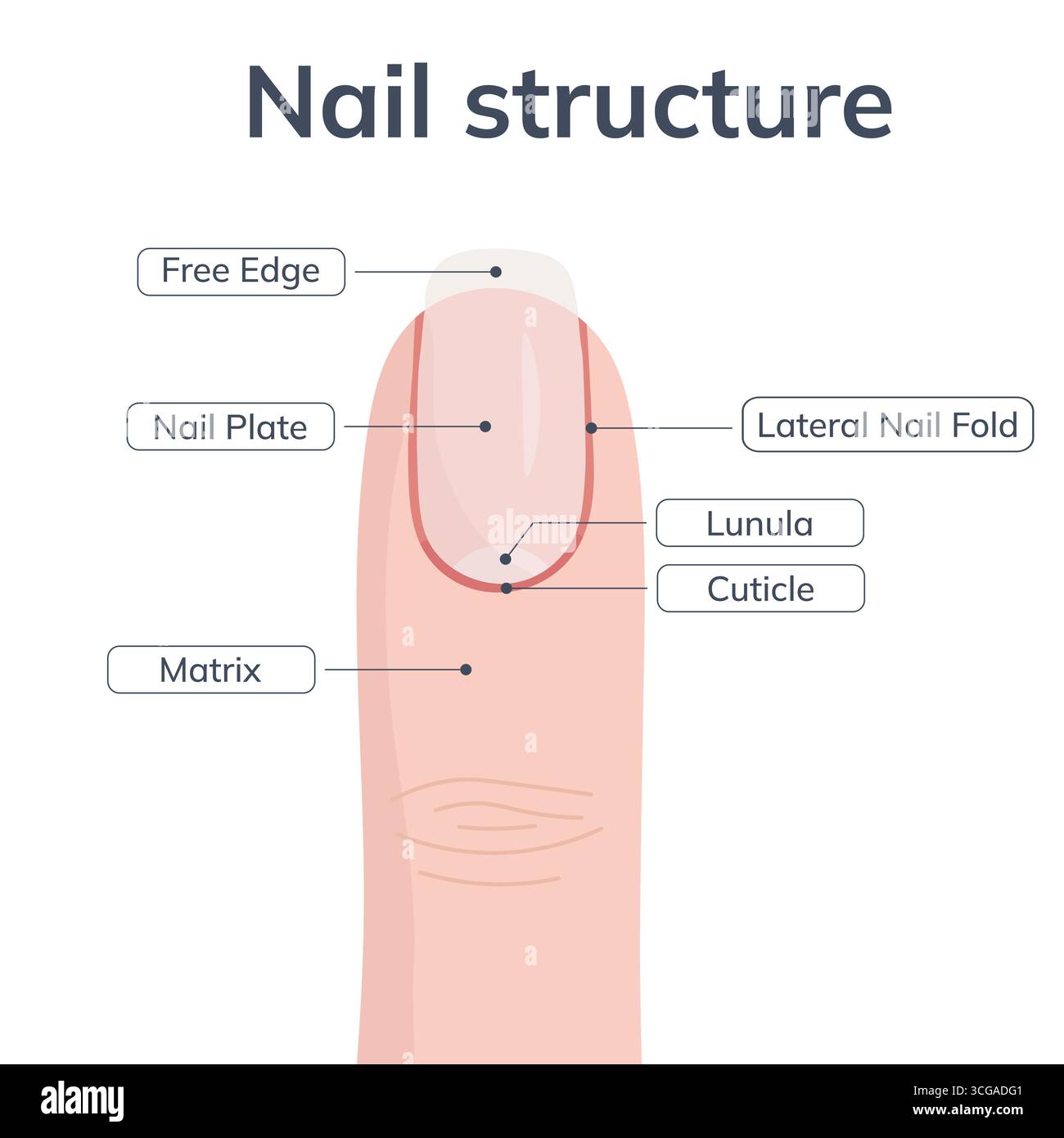 Educational medical illustration showing labeled parts of human nail ...