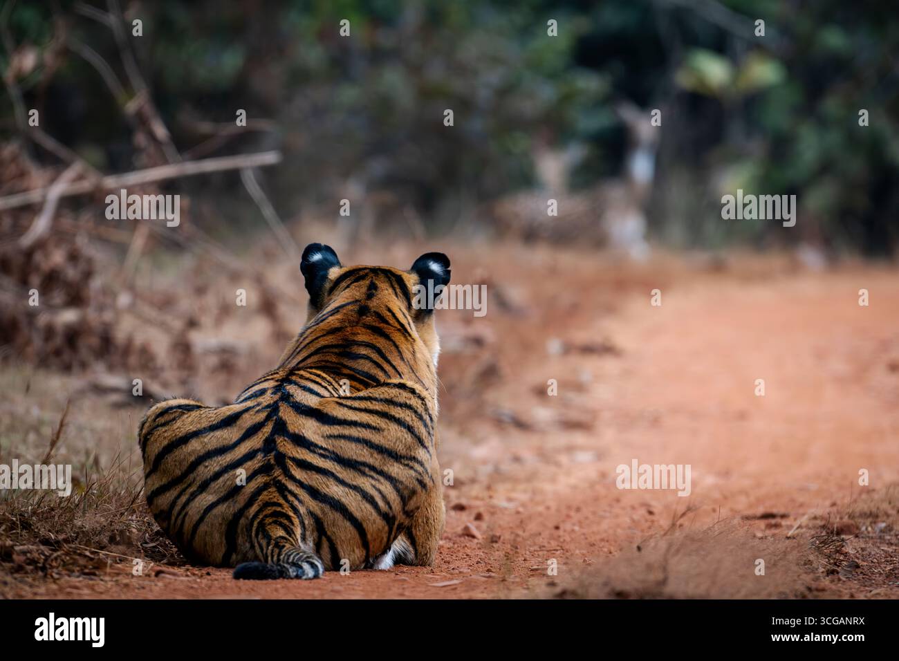 The Royal Bengal Tiger Stock Photo