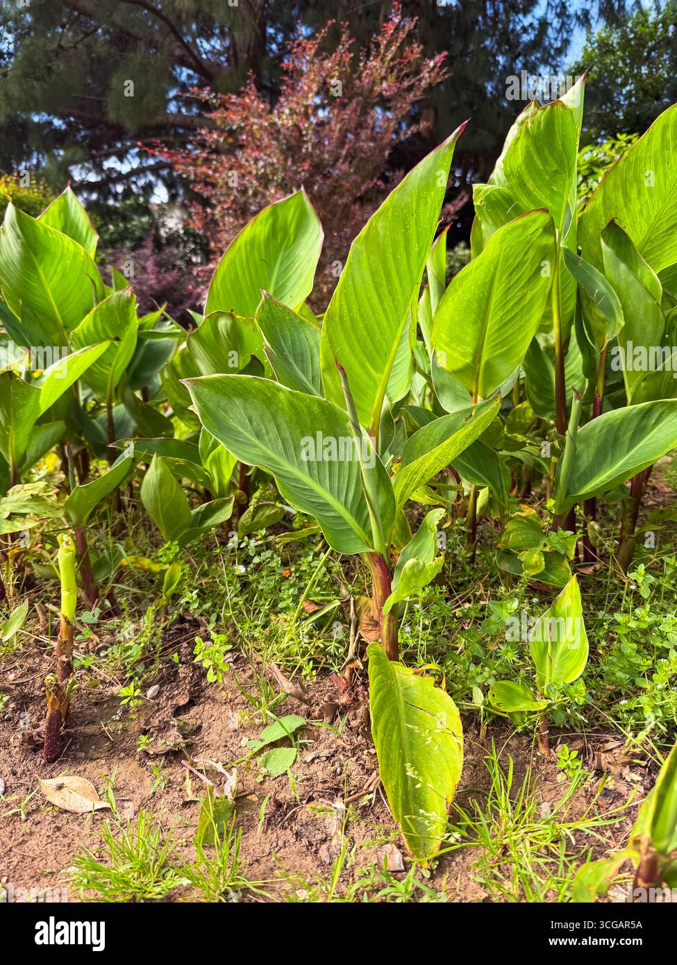 Arrowroot leaves hi-res stock photography and images - Alamy