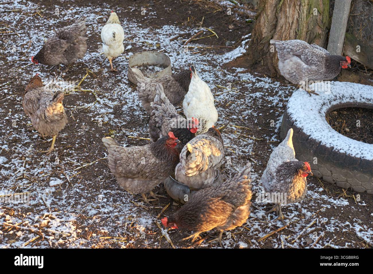 Photo inspiration: Visual Reference: Group Of Chickens Pecking In Snowy Farmyard With Rustic Environment