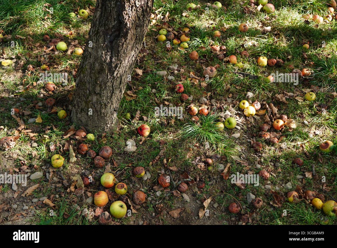 Rotten apples on the ground fallen from the tree Stock Photo