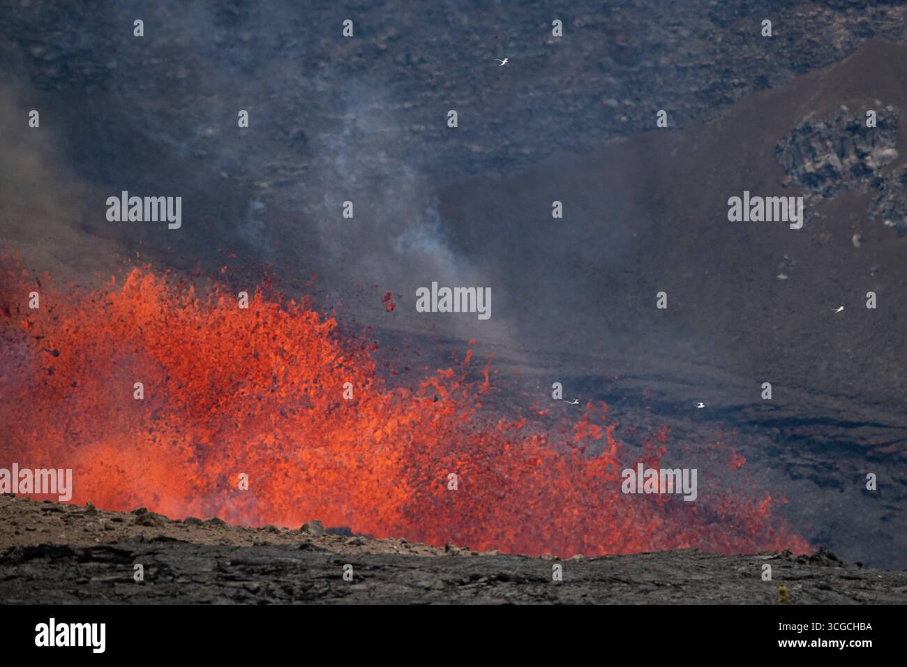 four white-tailed tropicbirds or koa’e kea, Phaethon lepturus, fly around hot lava gushing from a vent in Halemaumau Crater, Kilauea Volcano, Hawaii Stock Photo