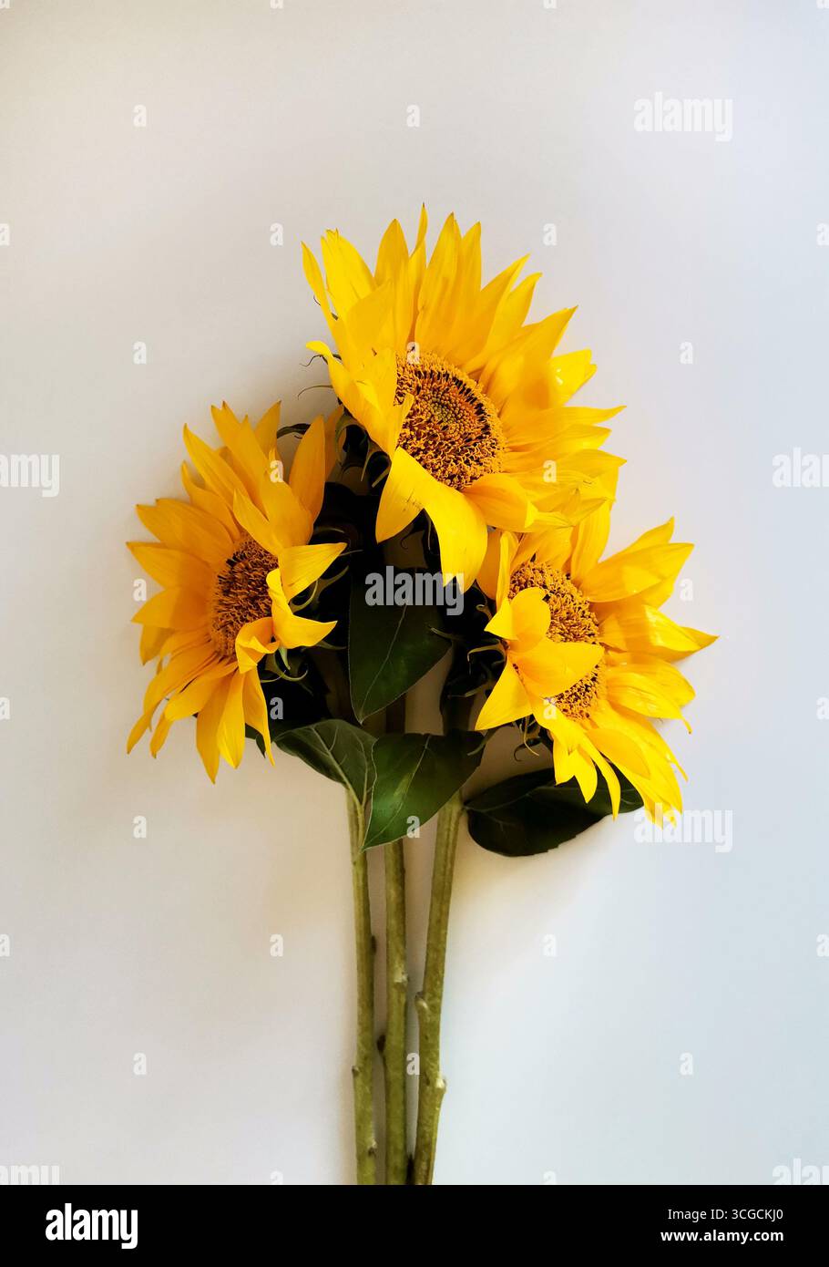 Three yellow sunflowers isolated on white background Stock Photo