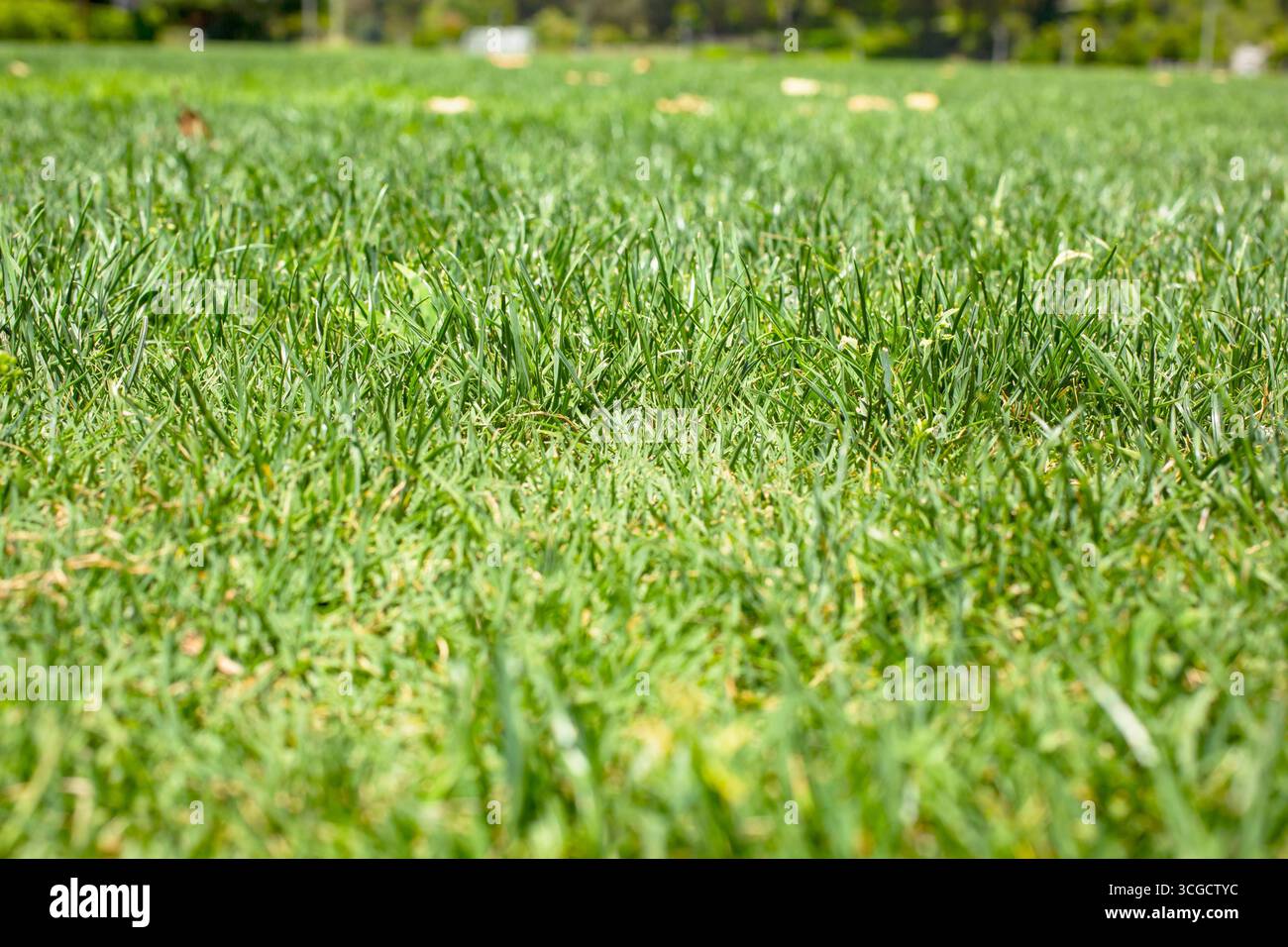 Large Field Large grassy field hi-res stock photography and images - Alamy