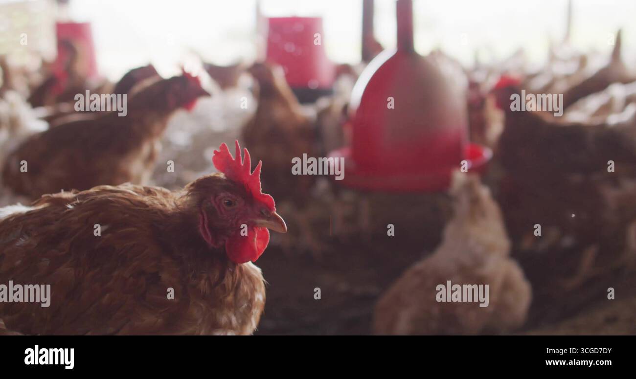 Red hen hi-res stock photography and images - Alamy