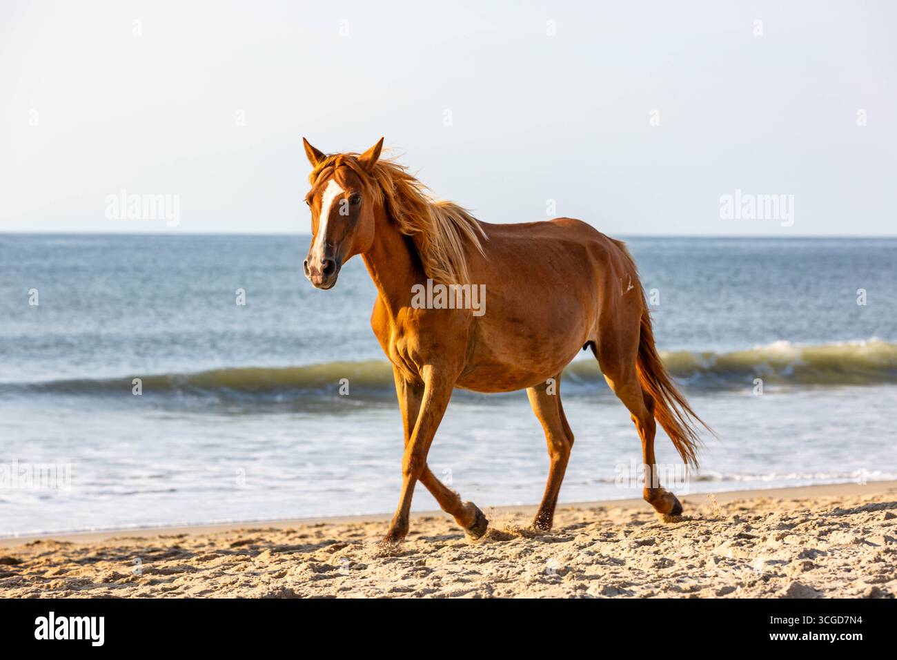 A wild Chincoteague pony walks the sandy beach along the Assateague Island National Seashore on Assateague Island, Virginia, USA. Stock Photo