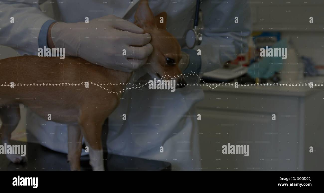 Listening male vet holding Chihuahua on metal exam table in clinic, with stethoscope and gloves Stock Photo