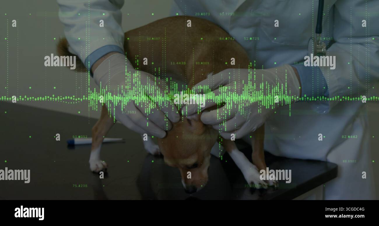 Examining vet wearing white coat holding dog on exam table at clinic, with green waveform overlay Stock Photo
