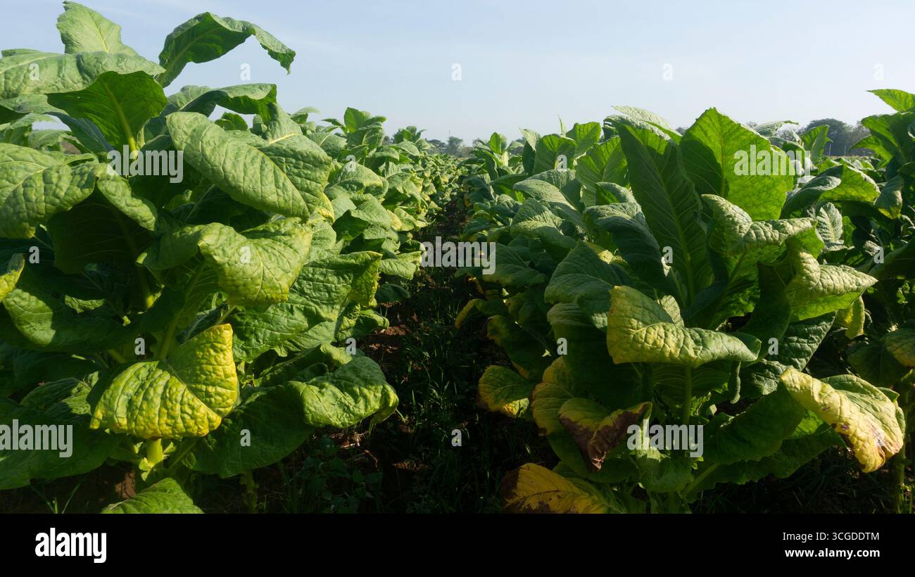 tobacco raw material Material" Images  Browse 25 Stock Photos, Vectors, and Video Recycling cigarette waste to produce