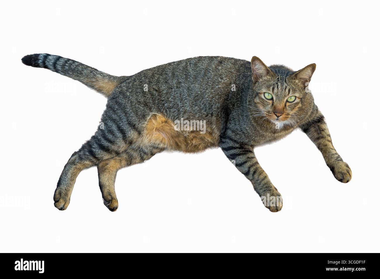 Close-up of a Dragon Li Cat with distinctive tabby stripes, muscular body, and piercing green eyes, lying in a relaxed pose isolated on white backgrou Stock Photo