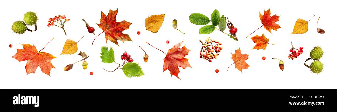 Autumn Leaves and Forest Elements Isolated on white Background Stock Photo