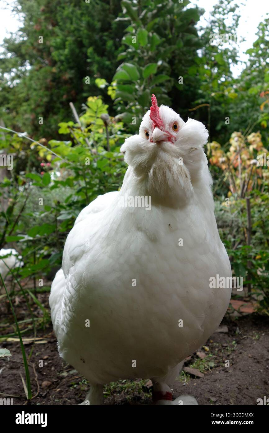 White Faverolles Chicken Free-Ranging In An Organic Chicken Garden Stock Photo