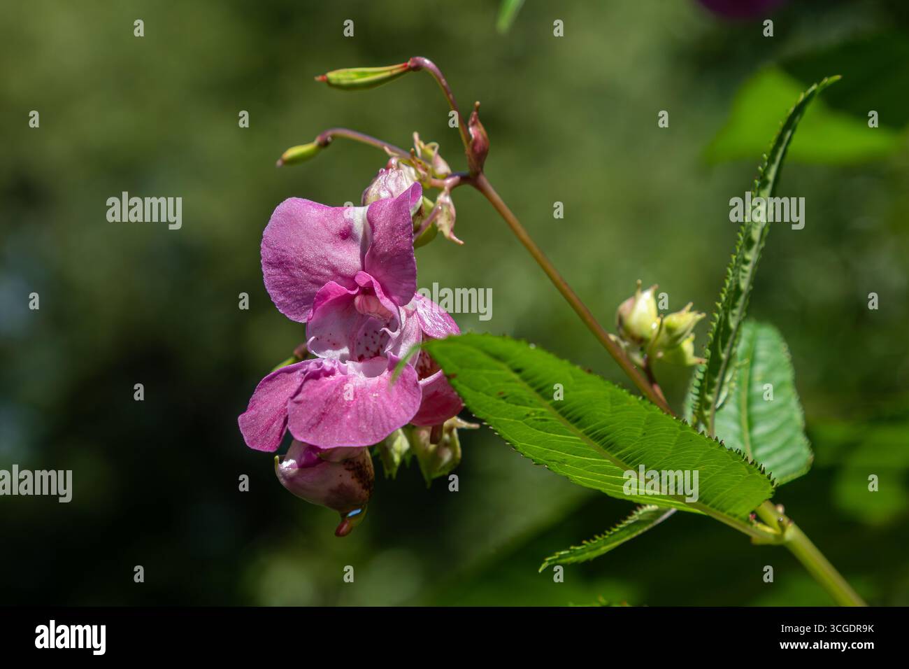 Vivid Pink Flowers Of Himalayan Balsam Sway Gently Among Lush Greenery vivid-pink-flowers-of-himalayan-balsam-sway-gently-among-lush-greenery