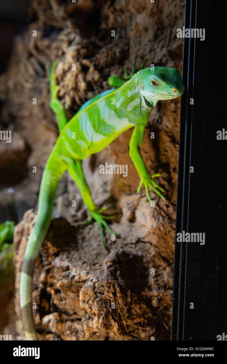 Green lizard Iguana on rock Stock Photo
