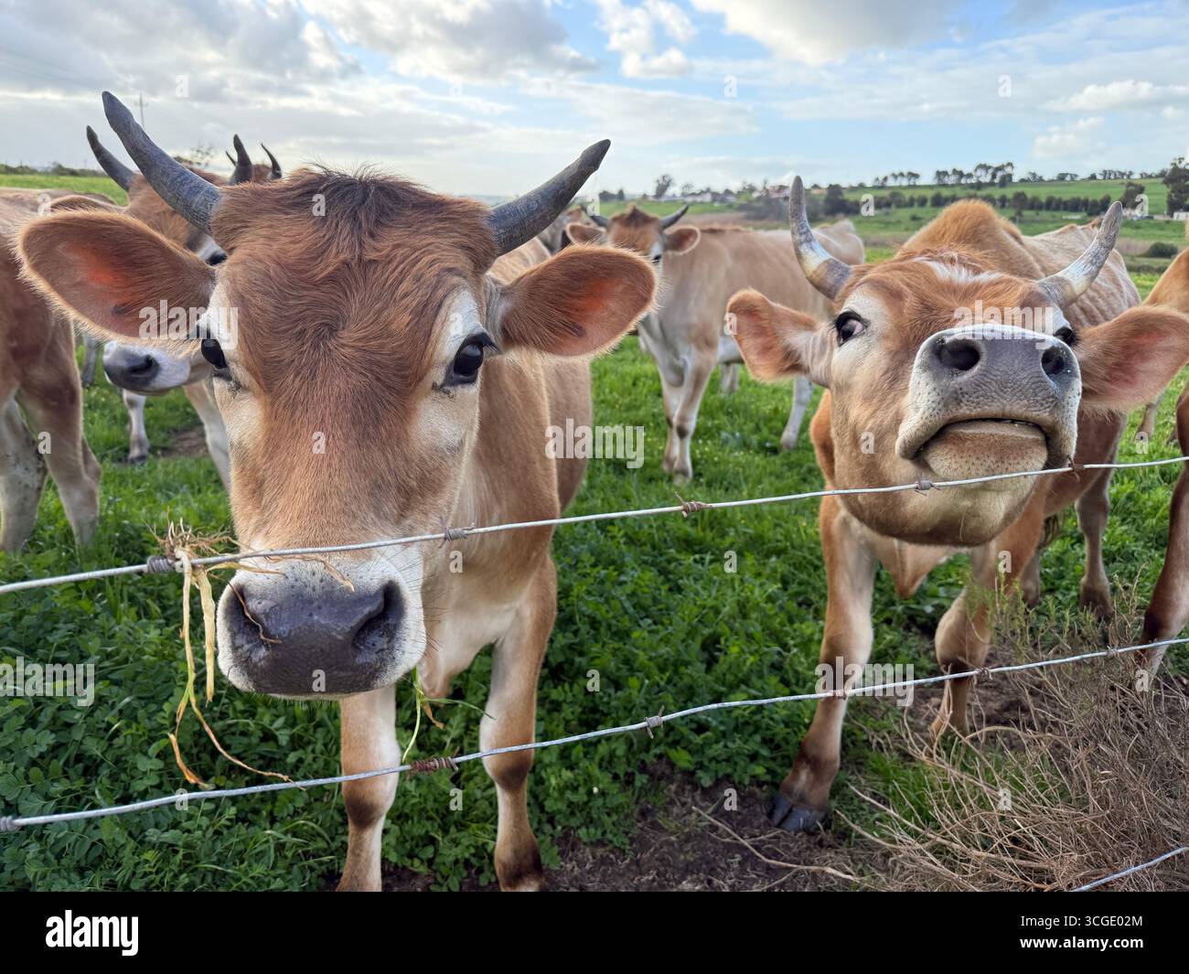Moo Helloo - Smartphone Captured Stock Image