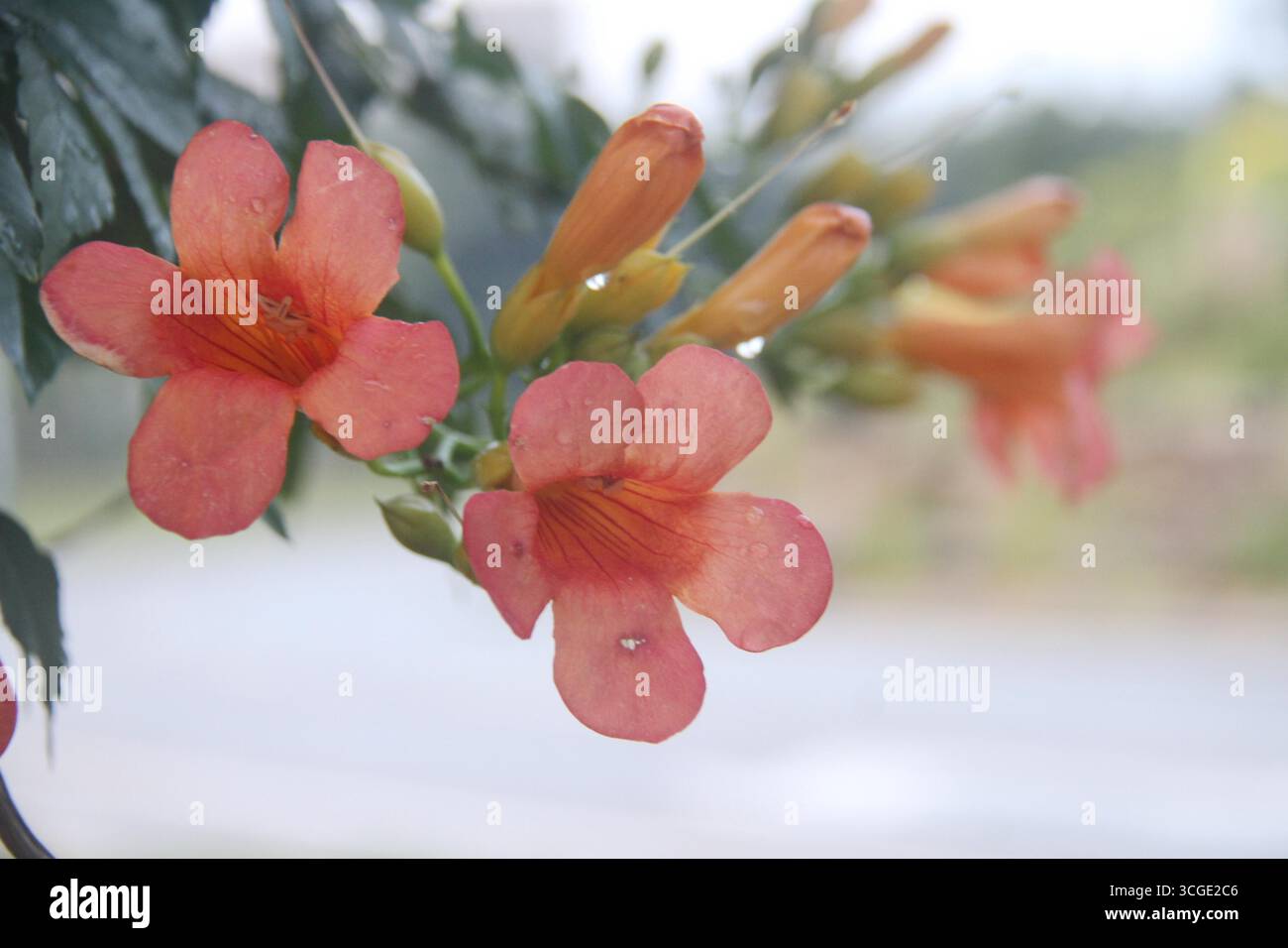 Chinese trumpet vine flowers bloom in Weihai City, east China's ...