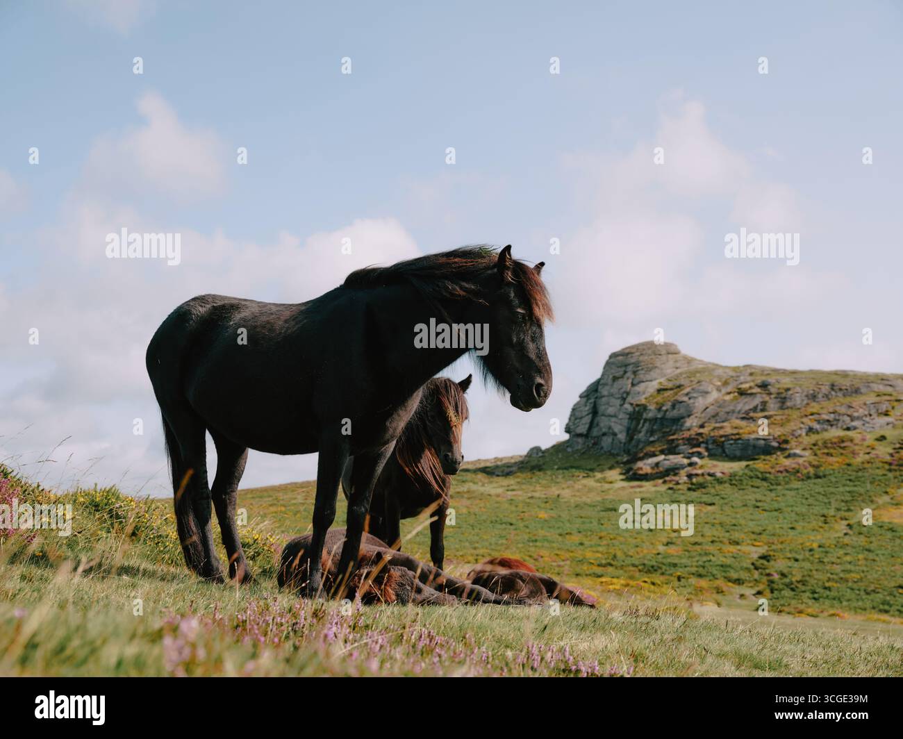 Darmoor ponies mares and foals in the  summer landscape of Dartmoor Devon England UK Stock Photo