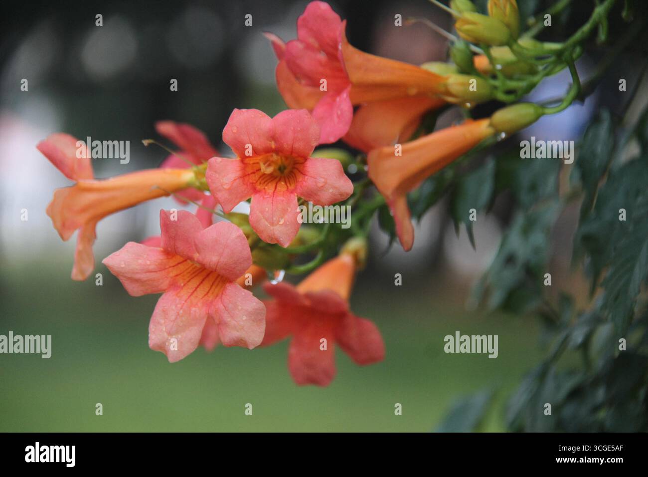 Chinese trumpet vine flowers bloom in Weihai City, east China's ...