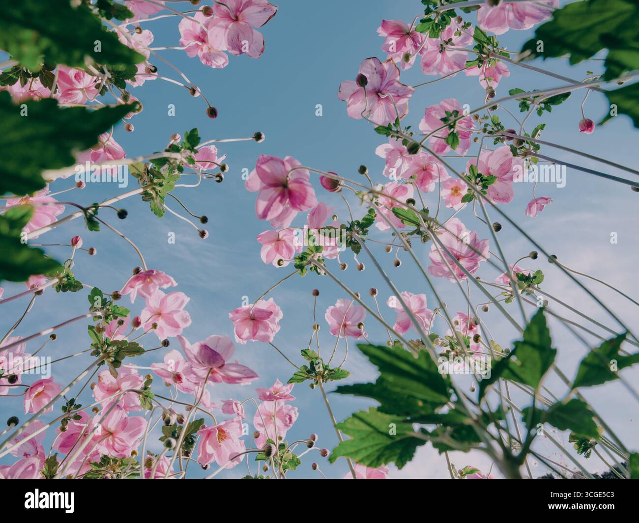Bell Tree Pink Dahlia garden flowers growing up against a blue sky - growing summer summertime floral flora background - single flower dahlia dahlias Stock Photo