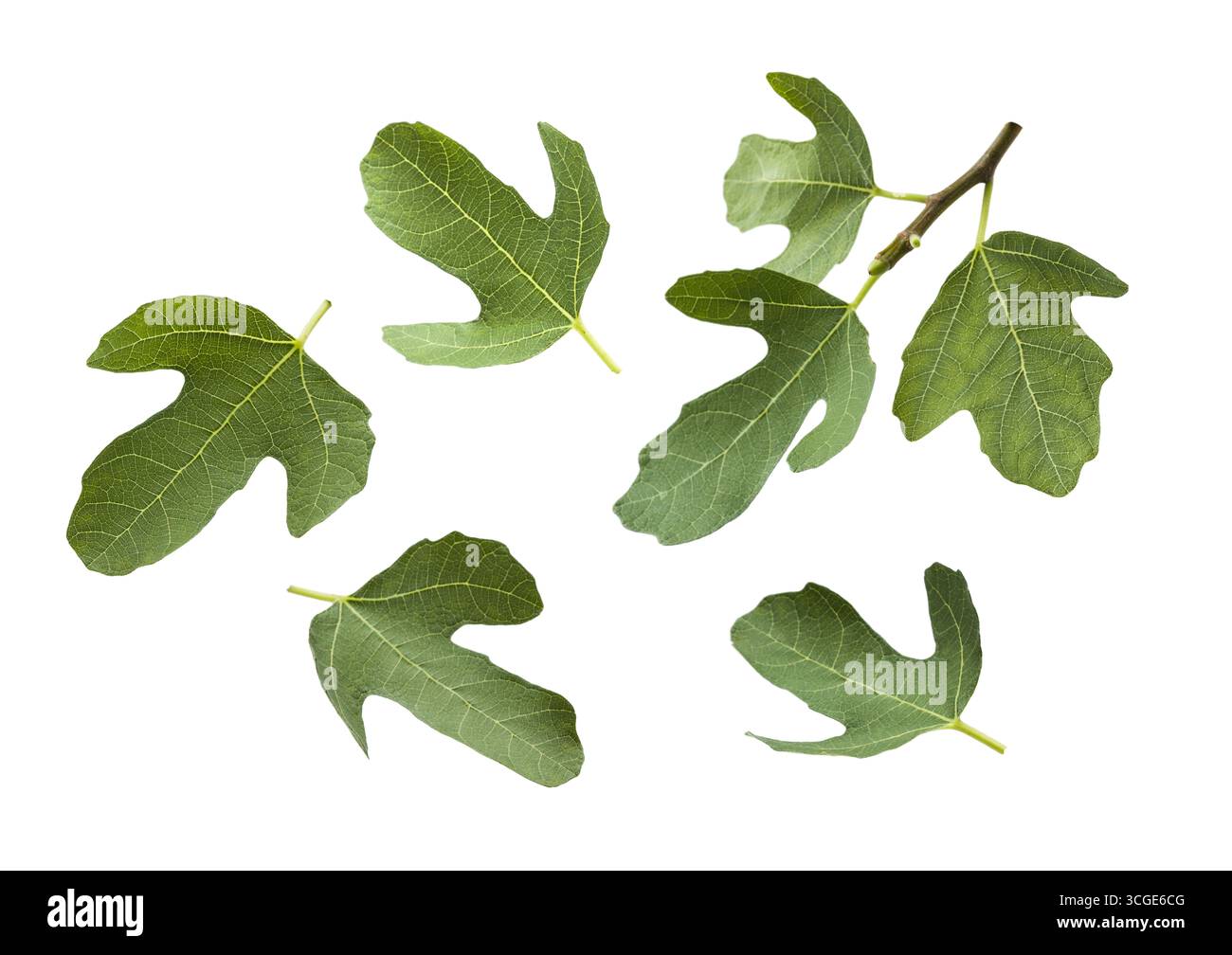 Fig leaves isolated on white background. Stock Photo
