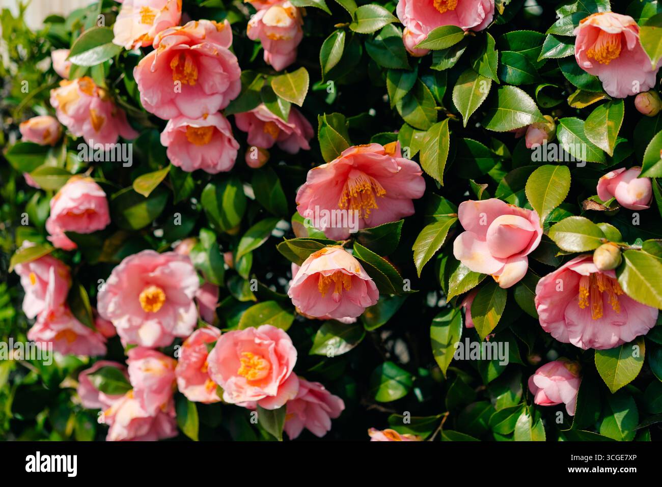 Camellia japonica spring festival hi-res stock photography and images -  Alamy