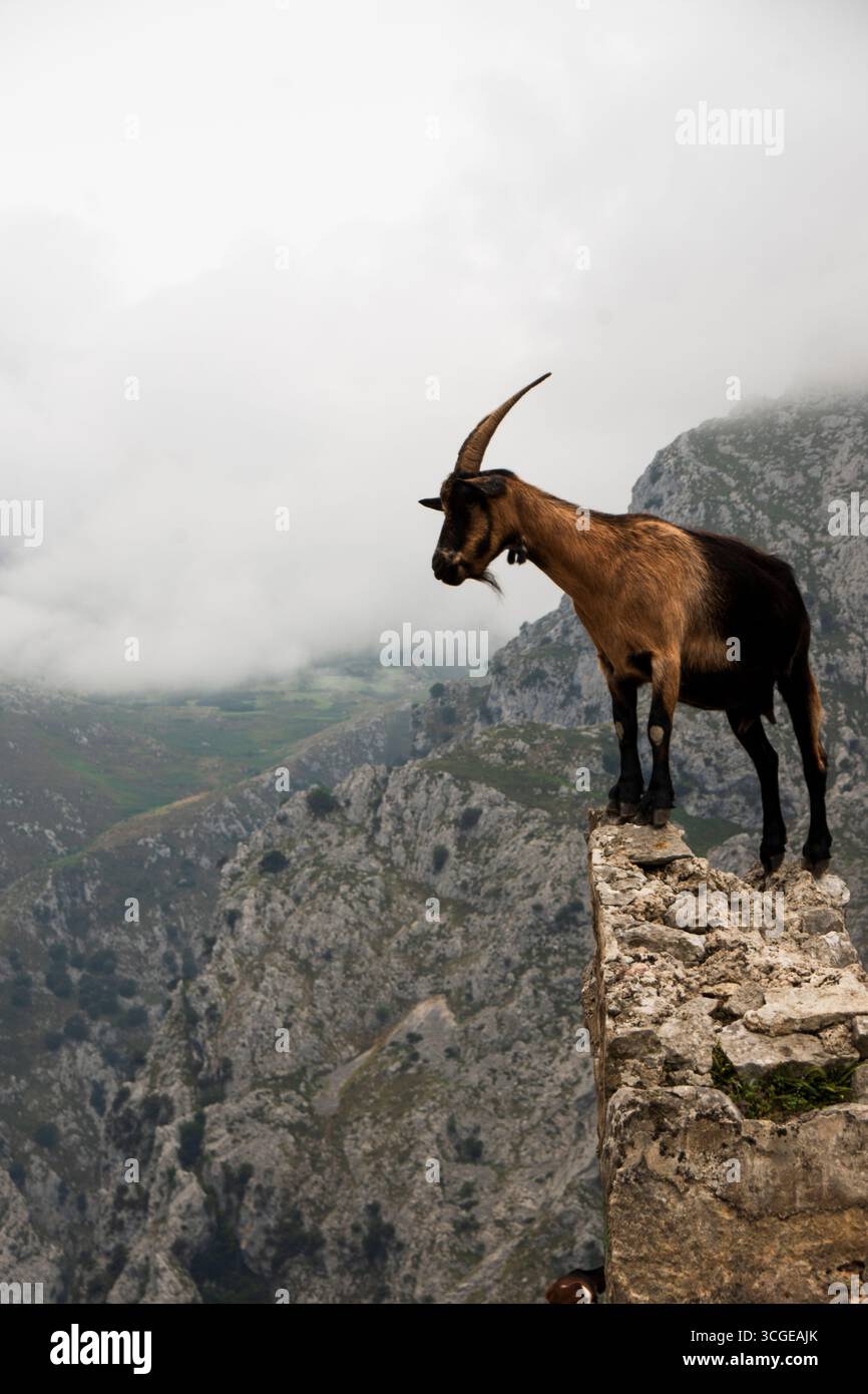 Cabra montesa en el borde de un risco en los Picos de Europa, con niebla y montañas al fondo. Naturaleza salvaje y libertad. Stock Photo