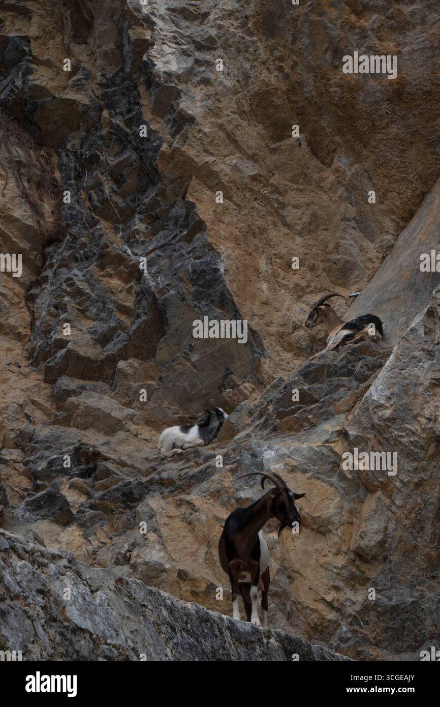 Cabras montesas escalan paredes verticales de roca en los Picos de Europa. Escena de vida salvaje en hábitat extremo. Stock Photo